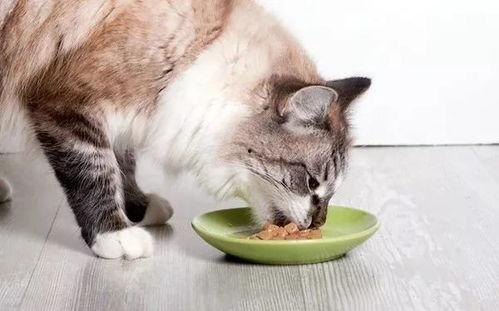 娱乐吃瓜酱丹麦猫咪